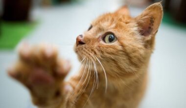 Katze fährt als blinder Passagier von Hannover nach Bochum | Niedersachsen