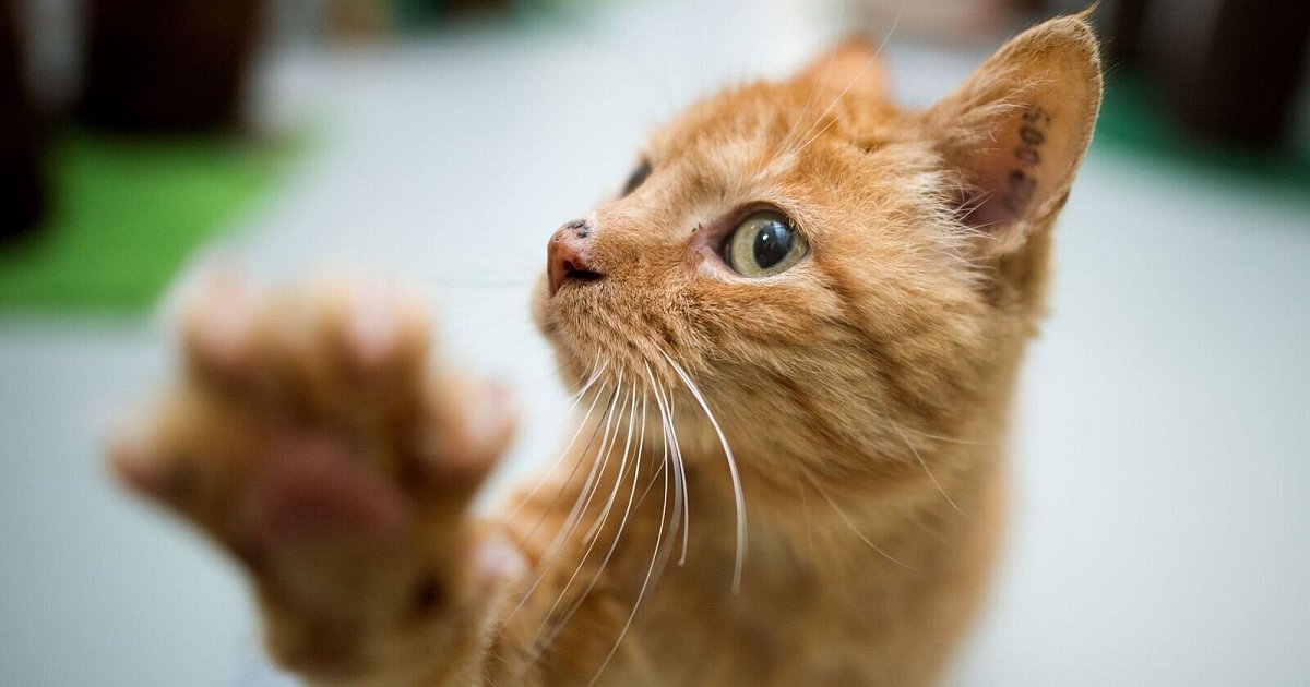 Katze fährt als blinder Passagier von Hannover nach Bochum | Niedersachsen