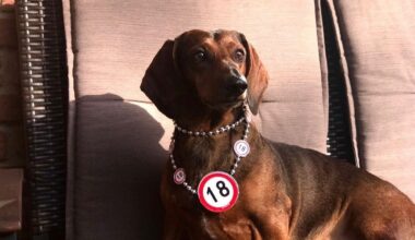 Ältester Dackel in ganz Spenge? Hund César ist schon 18 Jahre alt | Haller Kreisblatt