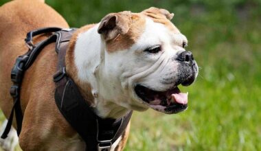 Hund aus Qualzucht kaufen? Bielefelder Expertin erklärt, worauf es ankommt