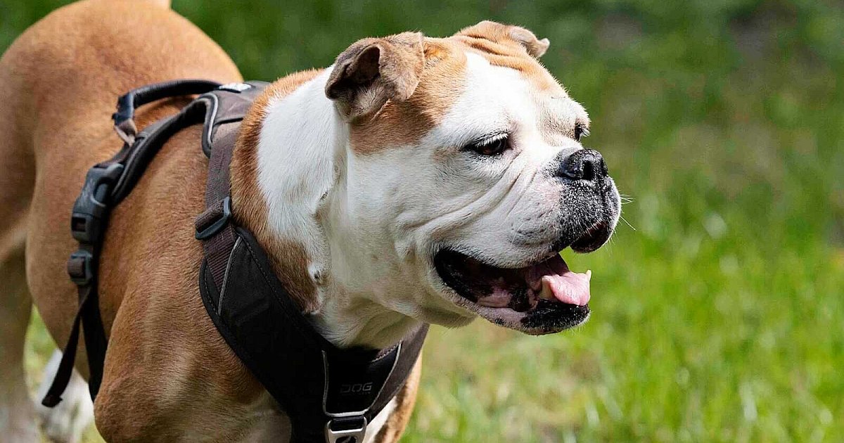 Hund aus Qualzucht kaufen? Bielefelder Expertin erklärt, worauf es ankommt