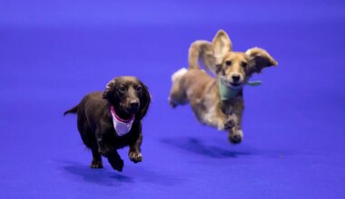Dackel-Rennen und Hunde-Event in München - München