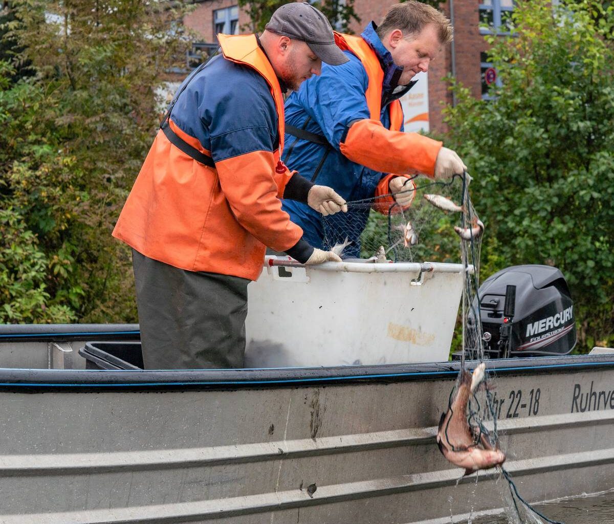 Fischbestand im Aasee erholt sich weiter