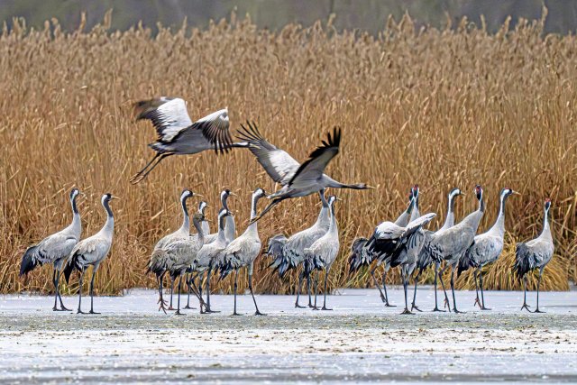 Kraniche in Märkisch-Oderland: Im Herbst ziehen die Vögel über Brandenburg gen Süden.