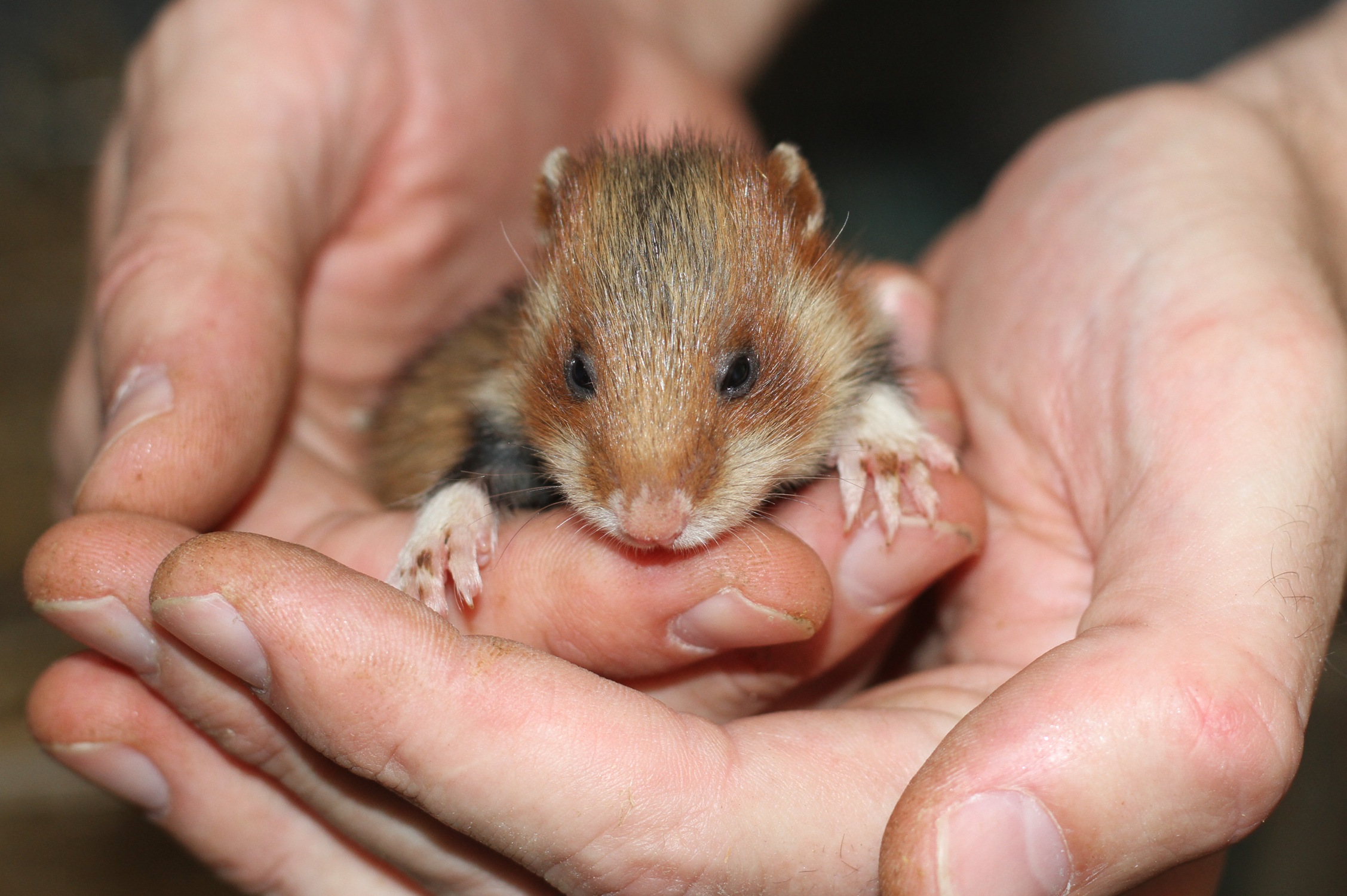 Ein Feldhamster in der Zuchtstation während einer veterinärmedizinischen Kontrolle. Foto: Zoo Leipzig