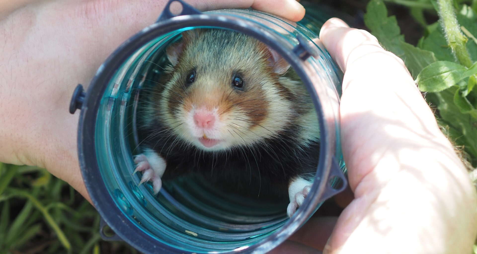 Europäisches Artenschutzprojekt gestartet · Leipziger Zeitung