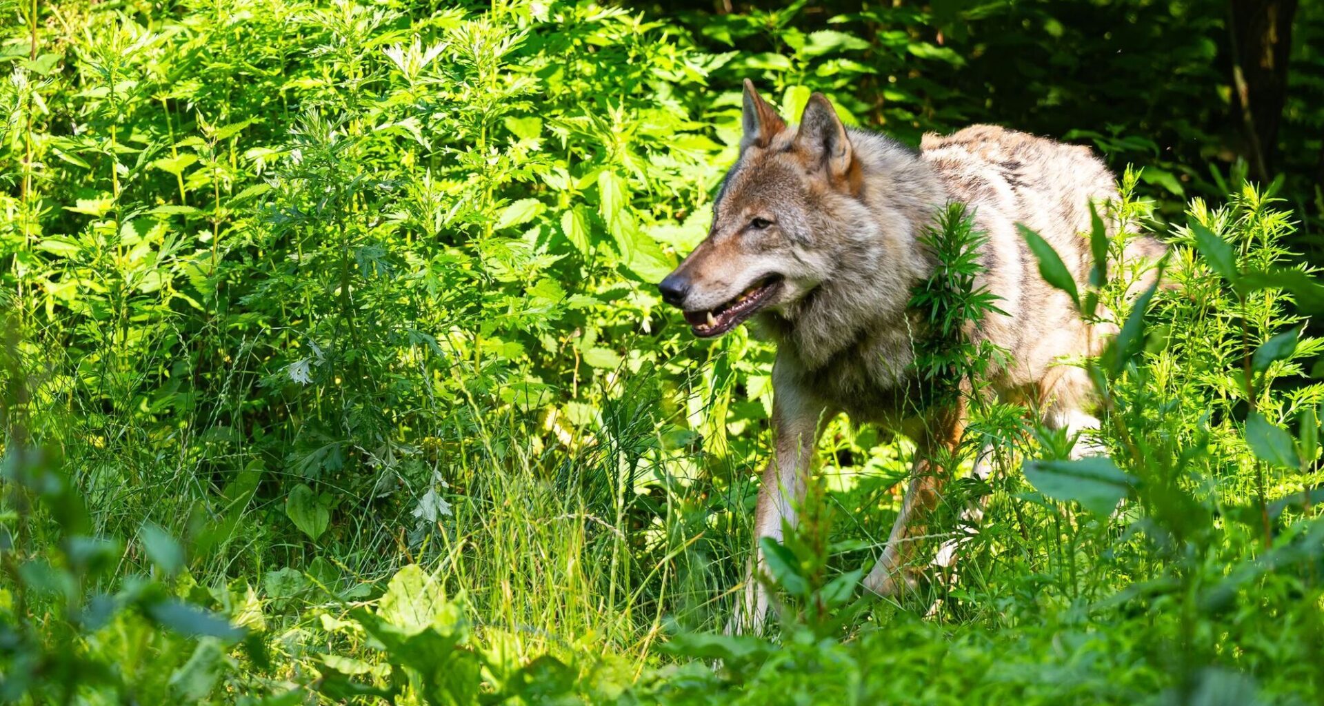 Ministerium: Wolfs-Population entwickelt sich günstig - Nachrichten aus Deutschland