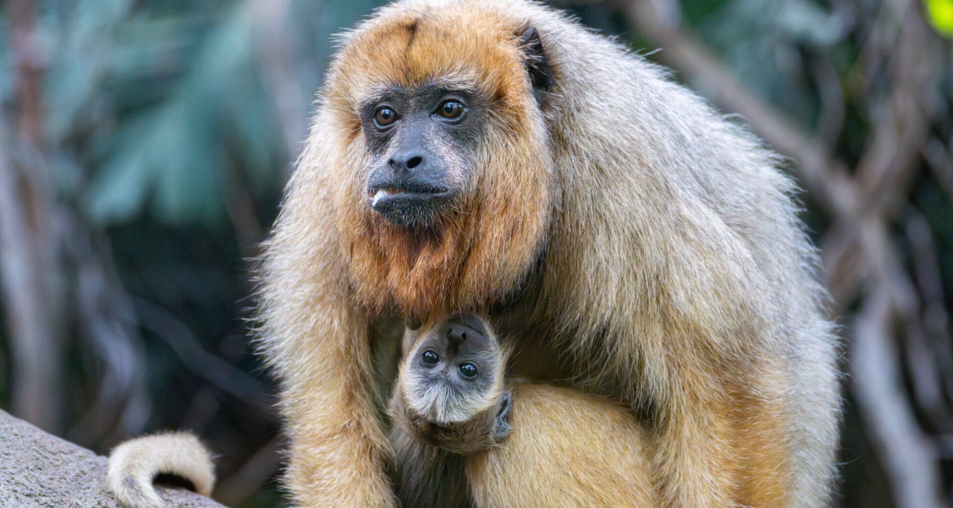 Wilhelma Stuttgart: Blonder Nachwuchs bei den Schwarzen Brüllaffen - Nachrichten aus Stuttgart