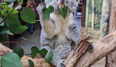 Bald gibt es Nachwuchs im Koala-Haus · Leipziger Zeitung