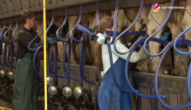 VIDEO | Junge Landwirte: Geschwister steigen in Milchbetrieb in Hamburg ein
