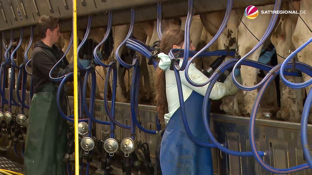 VIDEO | Junge Landwirte: Geschwister steigen in Milchbetrieb in Hamburg ein
