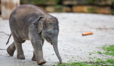 Mutter schaut bei OP zu: Junger Elefant bricht sich Stoßzahn im Leipziger Zoo
