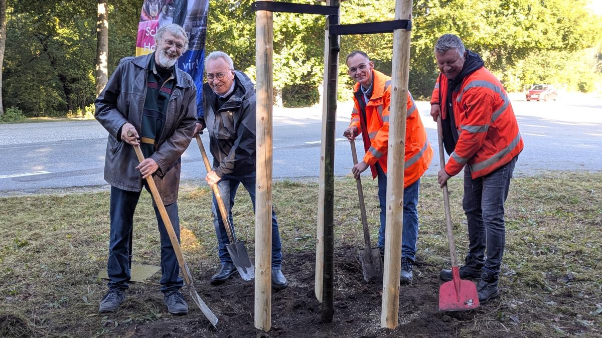155 neue Bäume an der B4 – Einheitsbuddeln für Allee Altona-Kiel