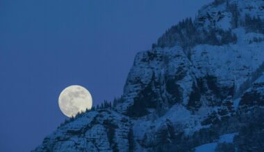 Roman „Bärenzähne“: Aus dem richtigen Holz