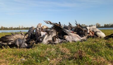 Vogelsterben in Brandenburg: Linum sehen und sterben