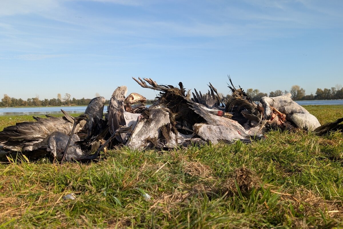 Vogelsterben in Brandenburg: Linum sehen und sterben