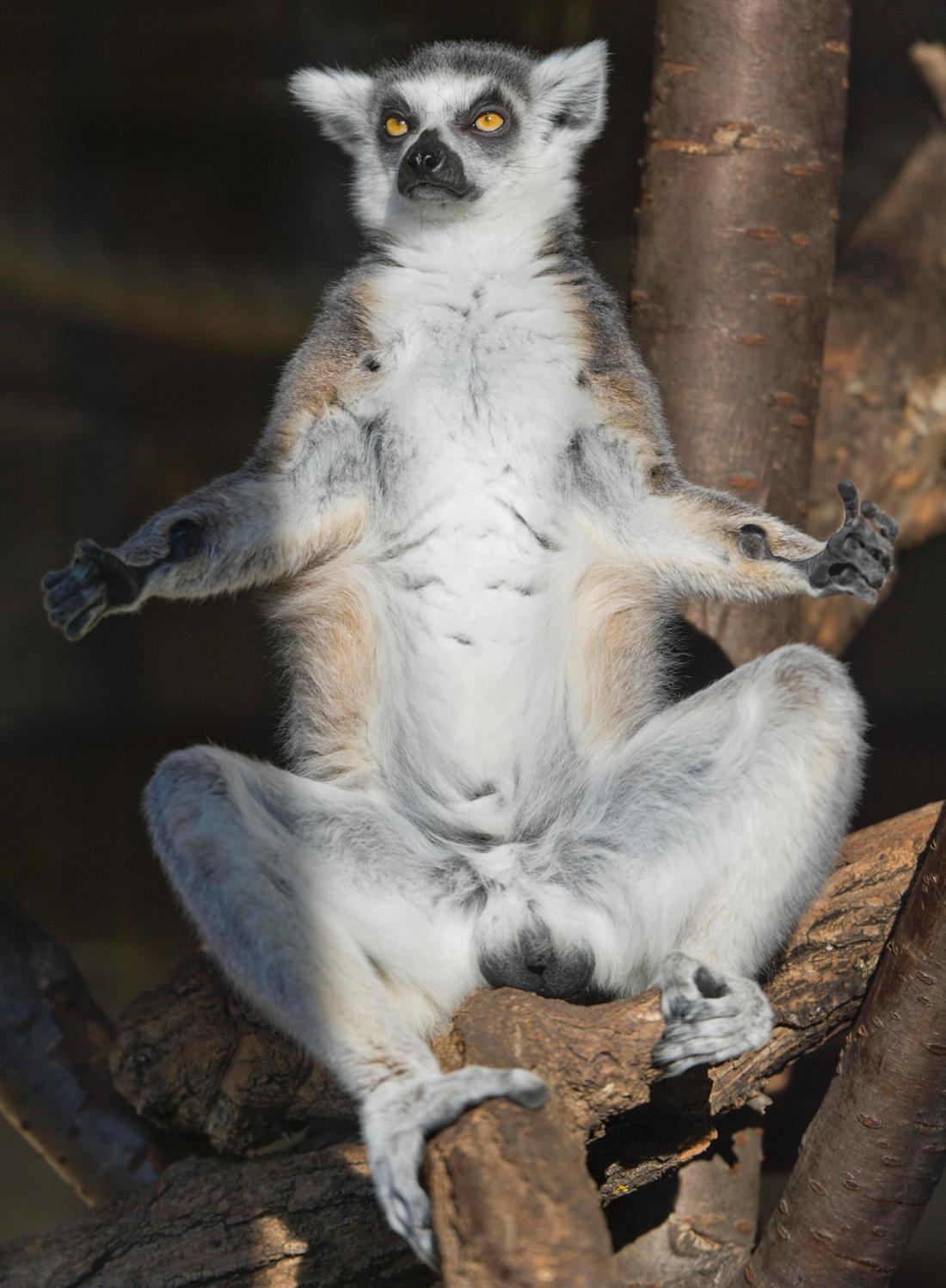 Süß: Ein Katta genießt im Zoo Landau mit weit geöffneten Armen die warmen Sonnenstrahlen.
