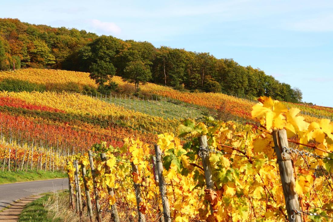 So idyllisch zeigen sich jetzt im Herbst die rot und golden gefärbten Weinberge rund um Bad Neuenahr.