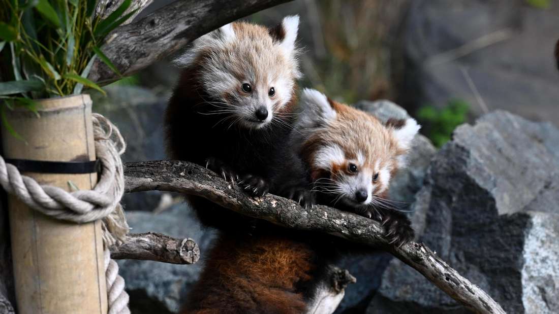 01.10.2025, Niedersachsen, Hannover: Zwei kleine Panda Babies sitzen auf einem Baumstamm. Bei den Kleinen Pandas im Erlebnis-Zoo Hannover gab es Zwillingsnachwuchs der stark gefährdeten Kleinen Pandas, die zu den Marderverwandten gehören. Foto: Shireen Broszies/dpa +++ dpa-Bildfunk +++