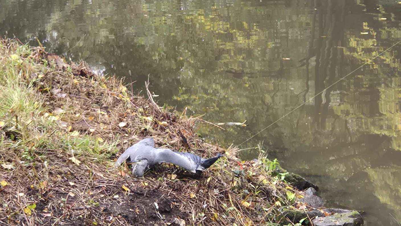 Der Fischreiher hat sich auf der Ochtum in einer Angelschnur verfangen und konnte sich selbst nicht mehr befreien.