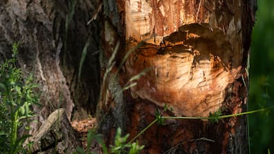 Vielerorts sind inzwischen in der Oberlausitz, wie hier an der Spree, Spuren des Bibers zu sehen. Seine Rückkehr ist mit Konflikten verbunden, vor allem für Teichwirte, die hohe Schäden durch Biber-Bauten melden. 