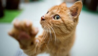 Kuriose Tierrettung - Katze fährt als blinder Passagier von Hannover nach Bochum - Wissen