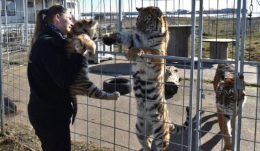 Bekannte Dompteurin vor Gericht: 10 Tiger in Gewerbegebiet eingesperrt | Regional