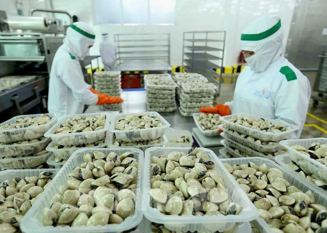 Verarbeitung von Muscheln bei Lenger Seafoods Vietnam für den Export in die EU, Großbritannien, Japan, die USA und Südkorea. (Foto: VNA) 4.jpg