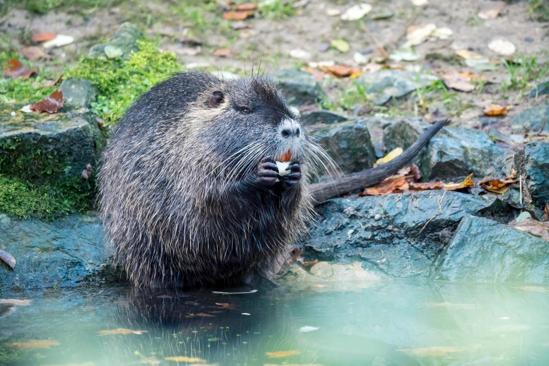Ein Bieber aus Bielefeld: In Olderdissen leben mehr als 450 Tiere. 