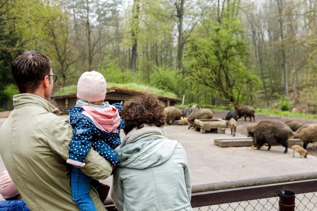 Das Wildschweinrudel im Grafenberger Wald: ein faszinierender Anblick. 
