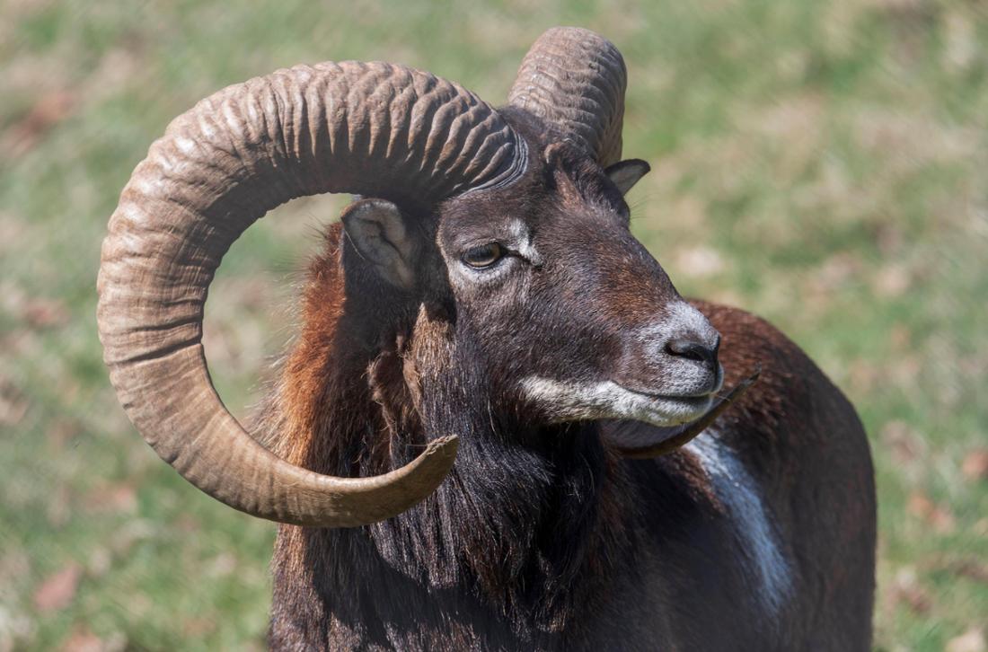 Ein kölsches Mufflon im Dünnwalder Wald im Nordosten der Stadt. 