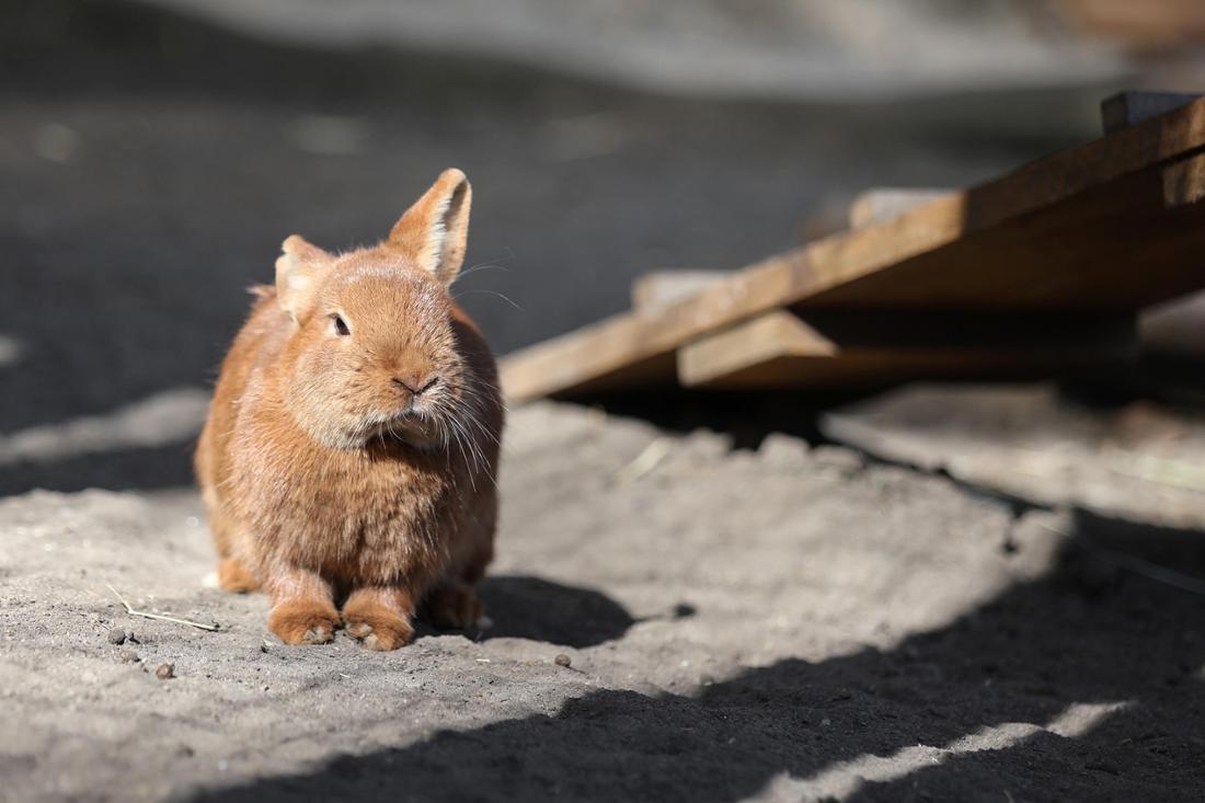 Ein Baby-Kaninchen im Tiergehege Kaisergarten in Oberhausen. 