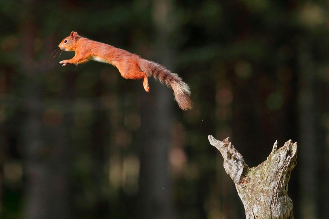 Um Straßen zu überqueren, springen Eichhörnchen von Baum zu Baum.