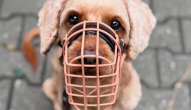 Cockapoo Henry sucht Menschen, die ihn nicht gleich aufgeben
