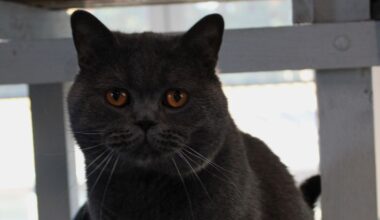 Spezieller Kater sucht in Braunschweig ein spezielles Zuhause