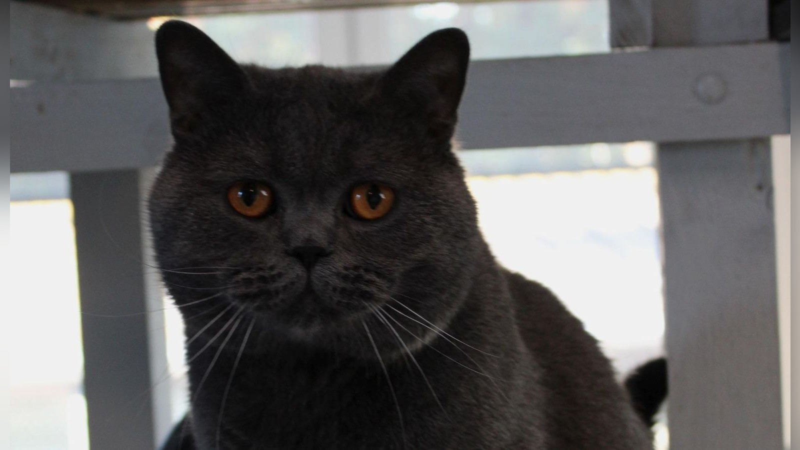Spezieller Kater sucht in Braunschweig ein spezielles Zuhause