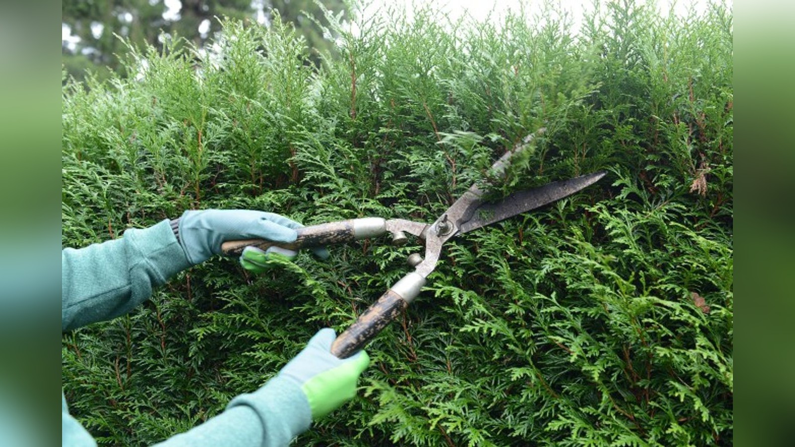 Zu lautes Liebesleben, zu hohe Hecke: Stadt Essen sucht Schiedsperson