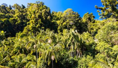 Klimawandel ist Hauptursache: Australiens Regenwälder stoßen mehr CO2 aus als sie speichern