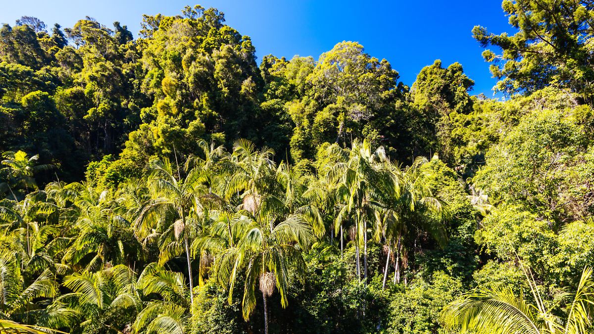 Klimawandel ist Hauptursache: Australiens Regenwälder stoßen mehr CO2 aus als sie speichern