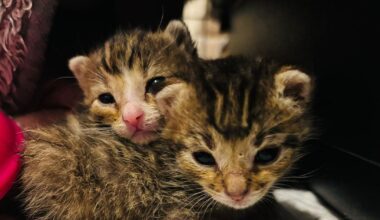 Tierheim Feucht sendet Hilferuf: Team braucht besondere Unterstützung