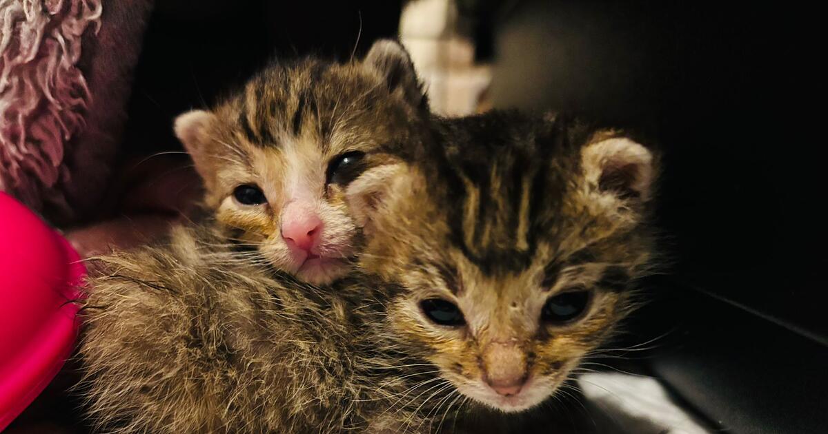 Tierheim Feucht sendet Hilferuf: Team braucht besondere Unterstützung