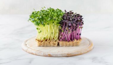 Dringender Rückruf von Bio-Sprossen – Firma vor den Toren Hamburgs betroffen