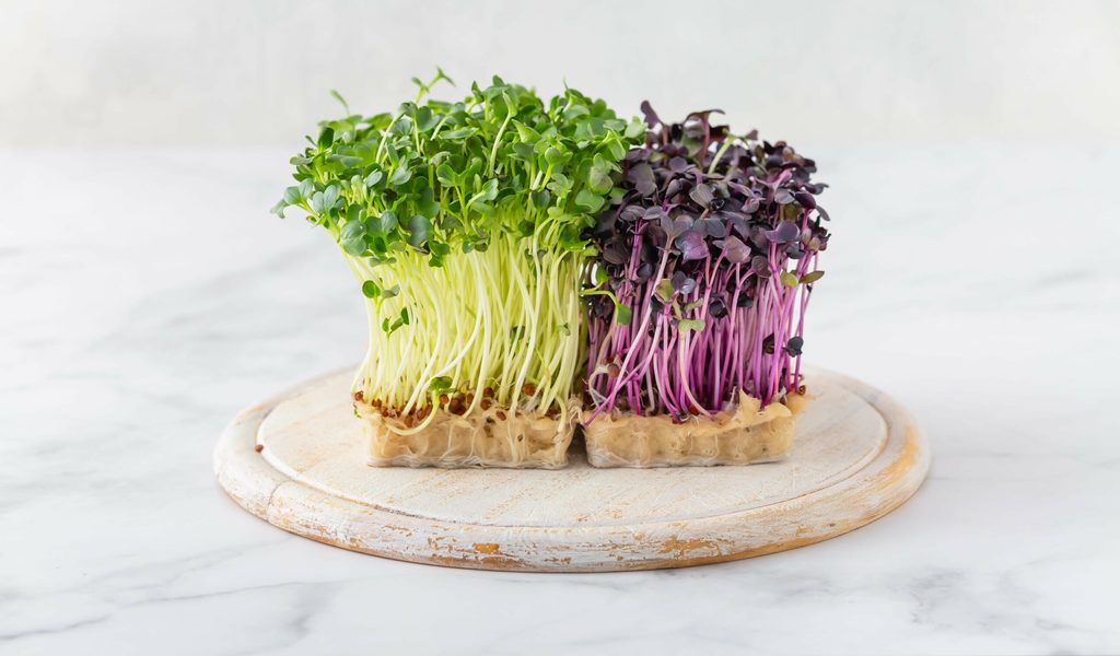 Dringender Rückruf von Bio-Sprossen – Firma vor den Toren Hamburgs betroffen