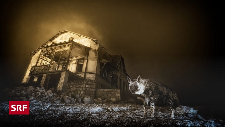 Von der Hyäne in der Geisterstadt und einem spektakulären Hut - Wissen