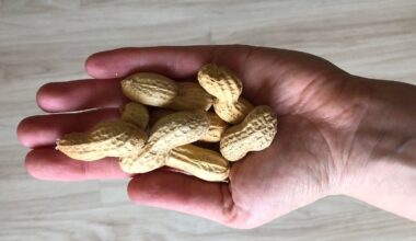 Neue Leitlinien wirken in USA: Früher Kontakt mit Erdnüssen senkt Allergierisiko