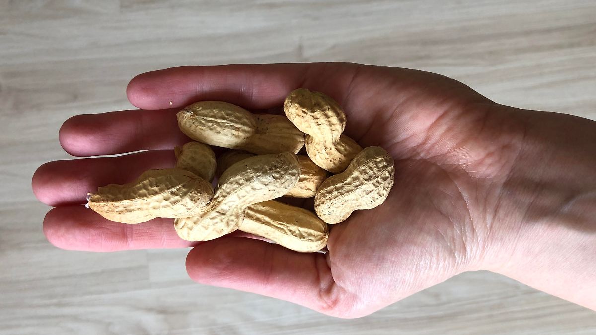 Neue Leitlinien wirken in USA: Früher Kontakt mit Erdnüssen senkt Allergierisiko