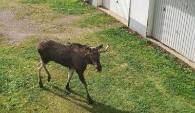 Schwarzwald-Elch Erwin eingefangen: Abenteuer endet im Wildpark - Südwest