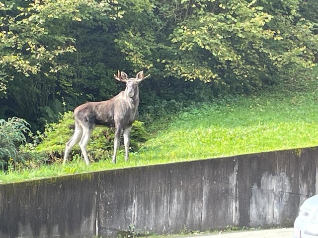 Tagelang war er durch den Schwarzwald ...er gesehen worden. Hier in Oberwolfach  | Foto: dpa Tagelang war er durch den Schwarzwald ...er gesehen worden. Hier in Oberwolfach  | Foto: dpa