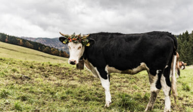 Wie ein Stuttgarter Fotograf den Viehabtrieb in Oberried erlebte - Oberried