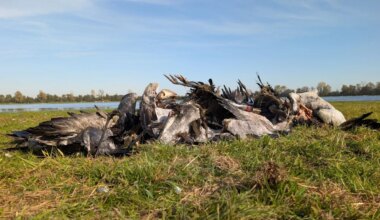 Seuchen - Landeslabor bestätigt erste Vogelgrippe-Fälle in Berlin - Wissen
